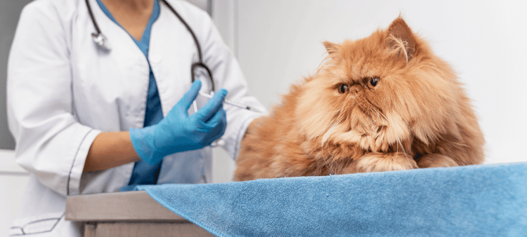 Equipos Endoscopía Veterinaria