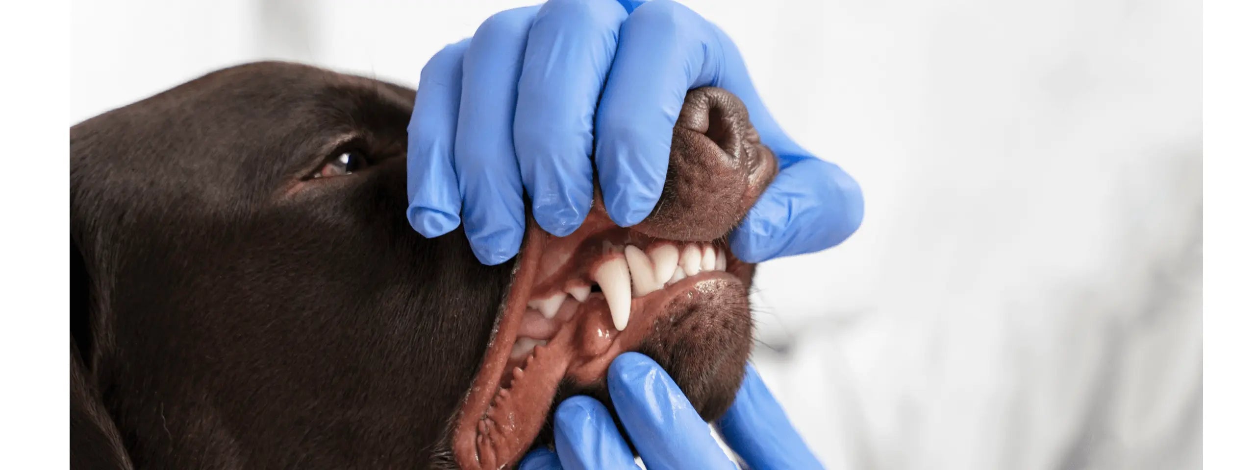 Equipos Dentales
