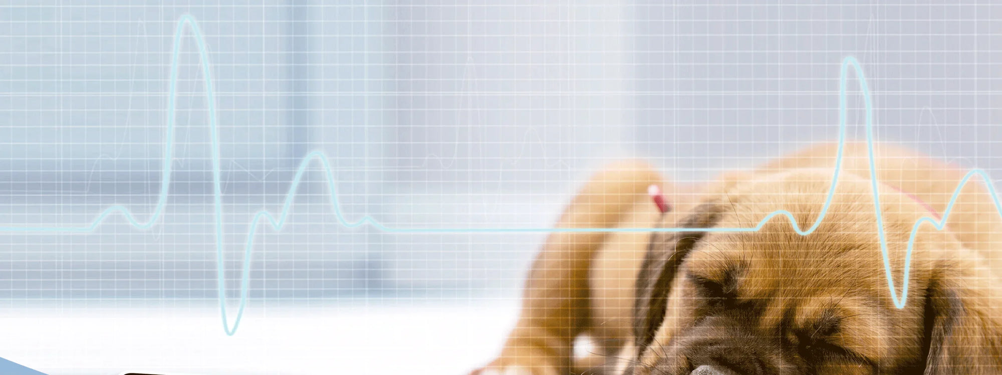 Monitor multiparametro veterinario