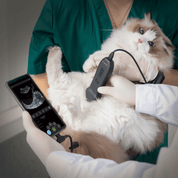 ecógrafo veterinario portátil Vinno Q+
